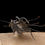 Thumbnail: Dicranurus monstrosus
