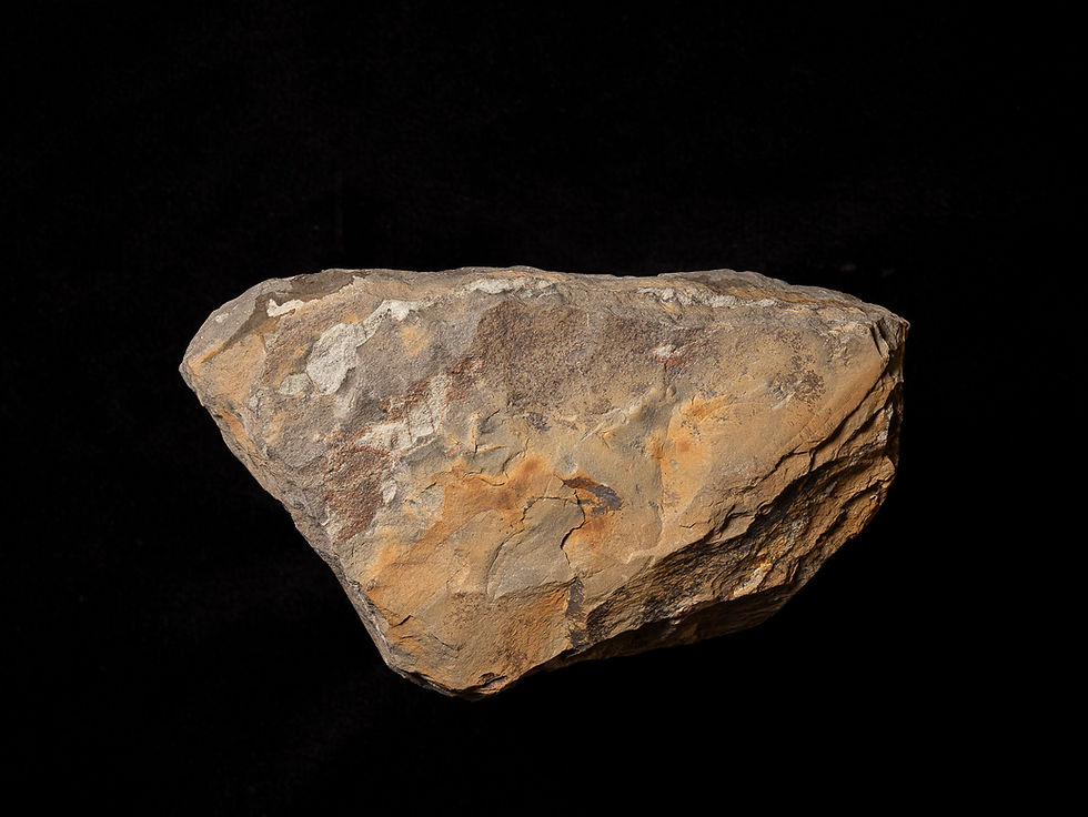 Thumbnail: Trilobite del ordovícico Declivolithus titan