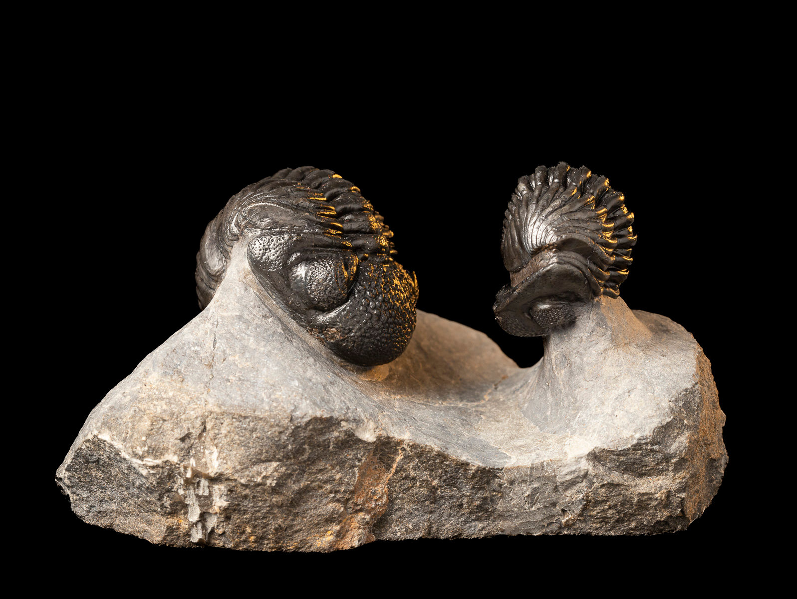 Fotografía Doble Trilobite fósil Devónico Pedinopariops