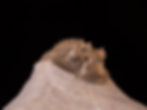 Trilobite del devónico inferior Scabriscutellum sp.