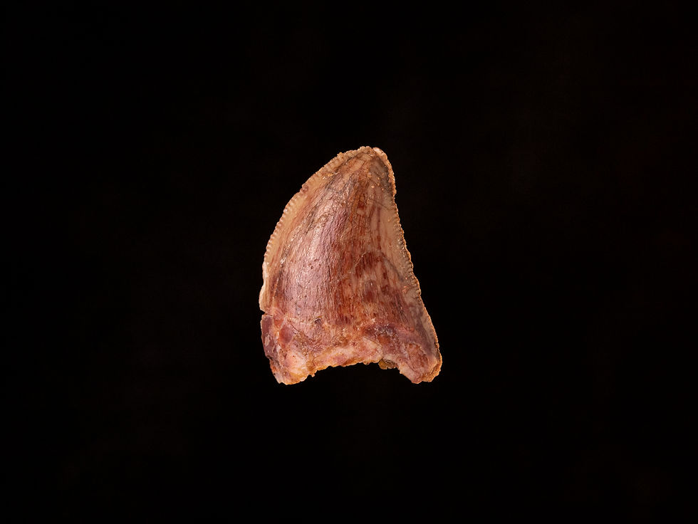 Miniatura: Fotografía vista frontal auténtico diente dinosaurio carnívoro Carcharodontosaurus saharicus calidad museo