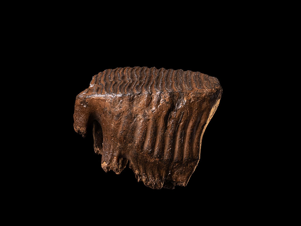 Miniatura: Muela fósil de mammut del Pleistoceno Mammuthus primigenius