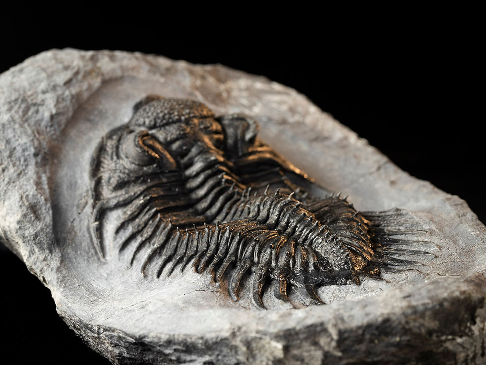 Thumbnail: Saharops sp.