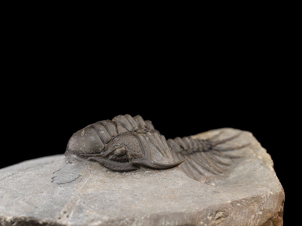 Thumbnail: Crotalocephalus maurus (Pellitopeltis)