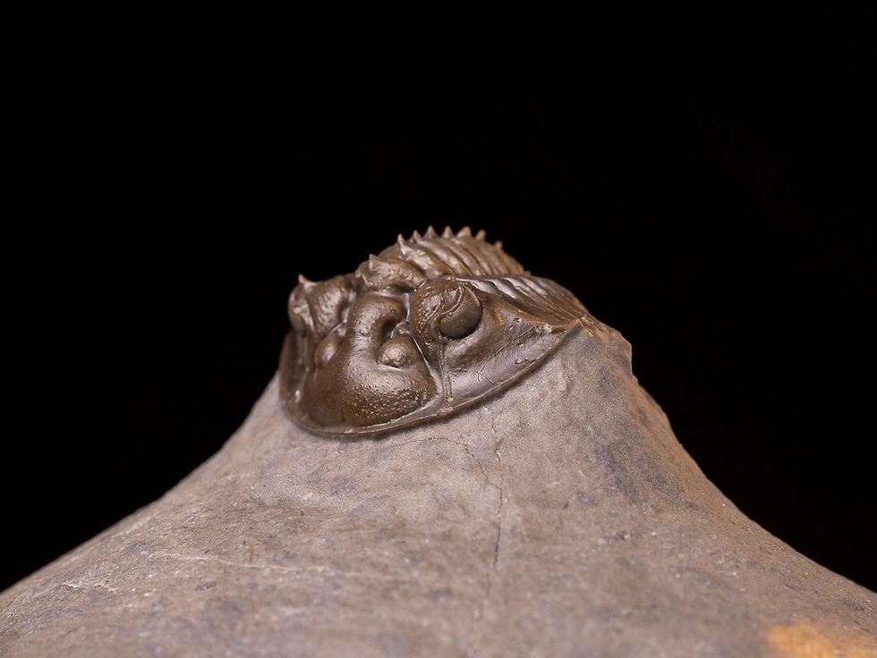 Miniatura: Trilobite del devónico inferior Scabriscutellum sp.