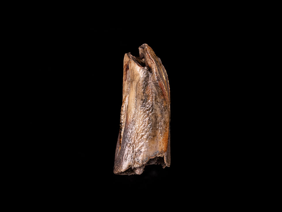 Thumbnail: Molar fósil mamífero Bison priscus (Pleistoceno) | Toptrilos