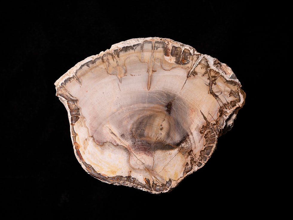 Miniatura: Rodaja de madera fósil pulida Araucarioxylon sp. del Triásico (Madagascar)