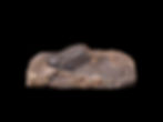 Thumbnail: Trilobite del Devónico inferior Pedinopariops (Hypsipariops) vagabundus