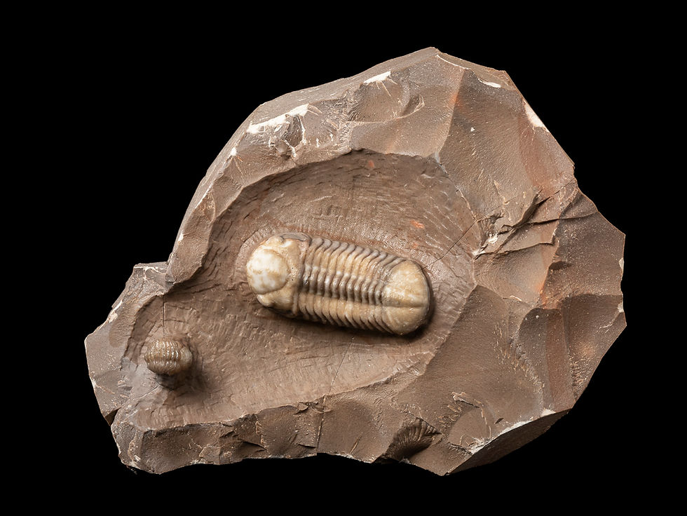 Thumbnail: Trilobites del Devónico medio Struveaspis bignoni procedentes de Jorf