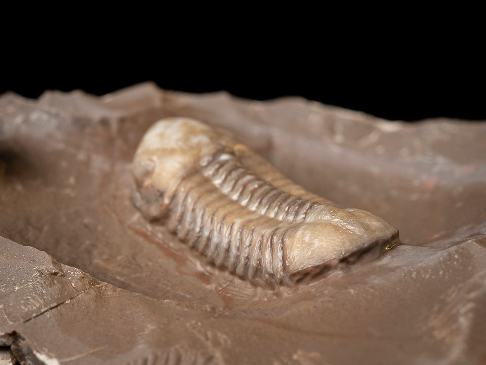 Thumbnail: Trilobites del Devónico medio Struveaspis bignoni procedentes de Jorf