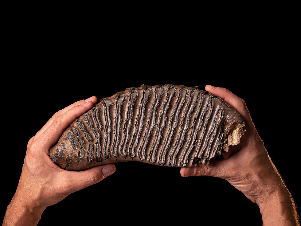 Muela fósil de mammut Mammuthus primigenius