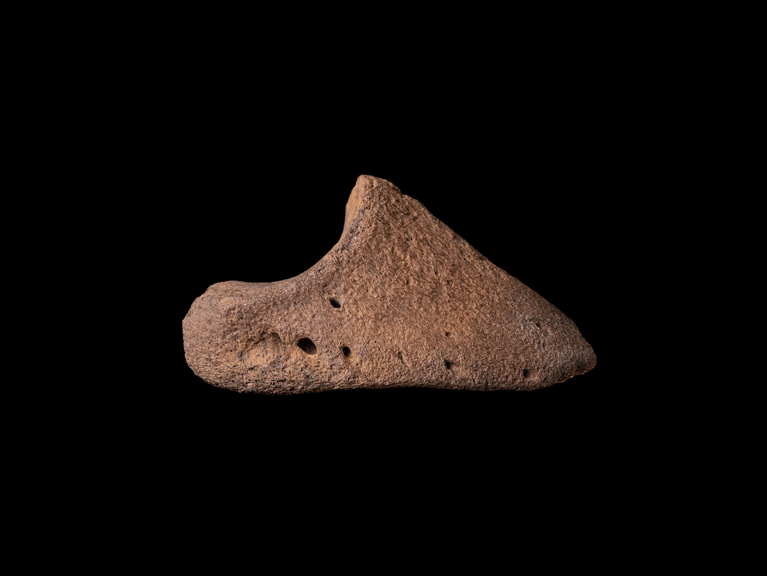 Casco fosilizado de Cervus sp. del Pleistoceno superior, procedente de Polonia