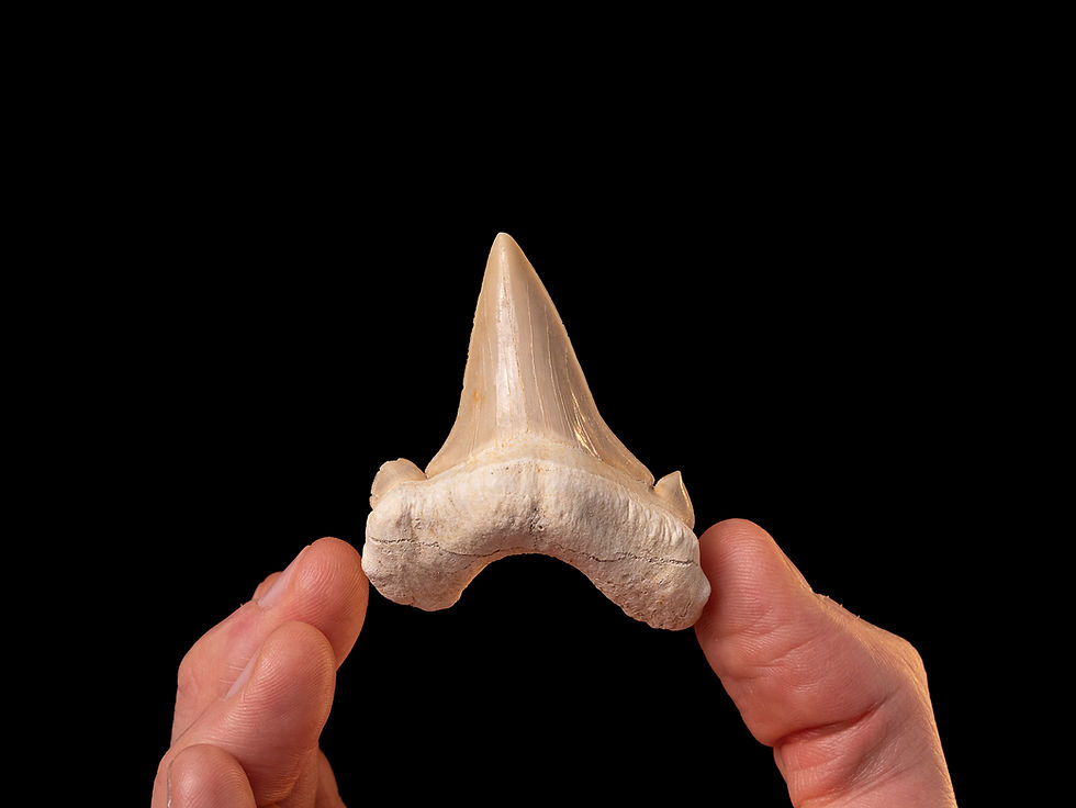 Fotografía auténtico diente de tiburón prehistórico Otodus obliquus | Toptrilos