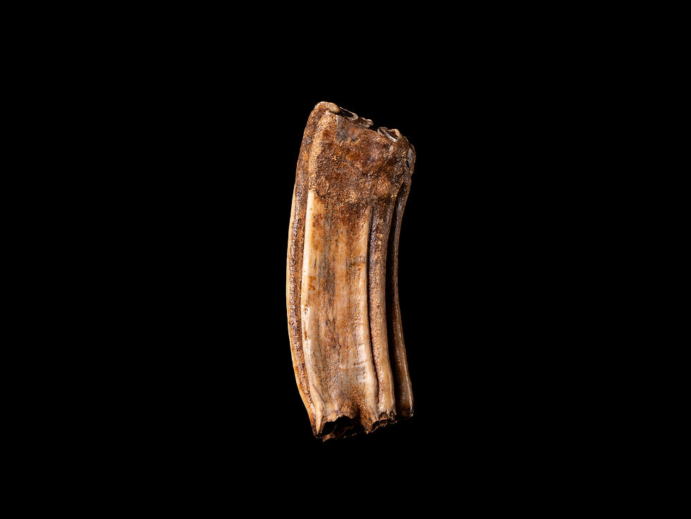 Miniatura: Molar superior fósil de equino Equus ferus del Pleistoceno superior