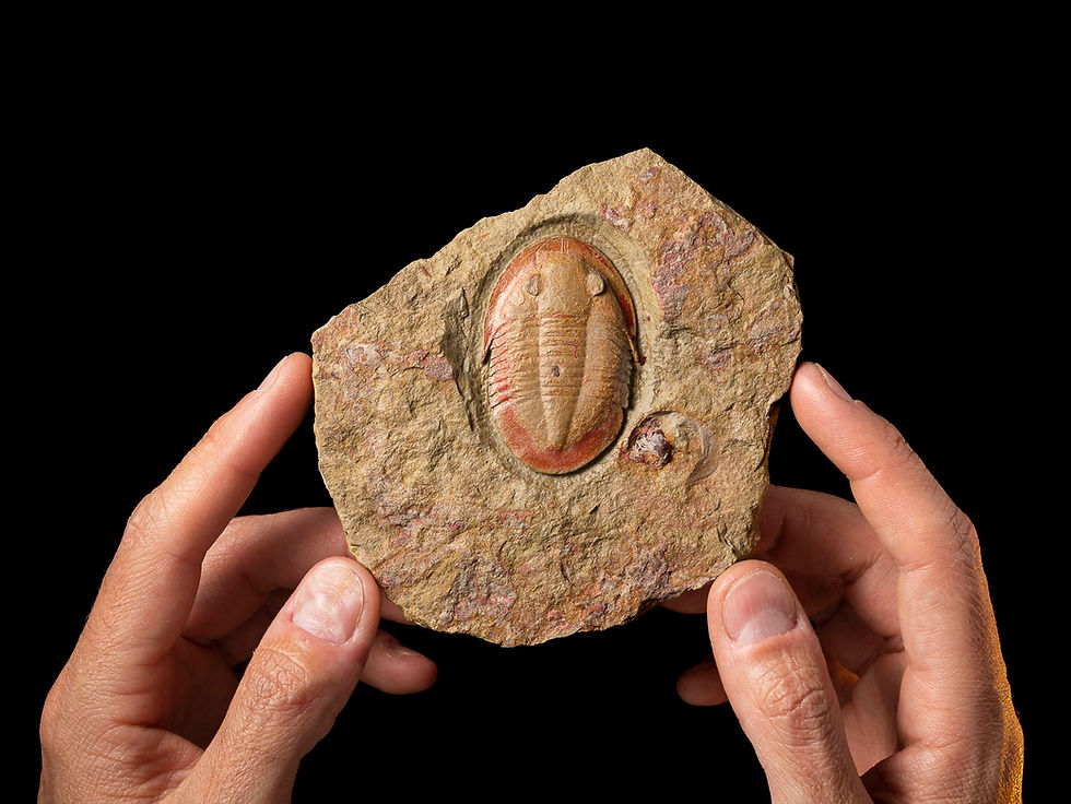 Fotografía Trilobite ordovícico Asaphellus, formación Fezouata