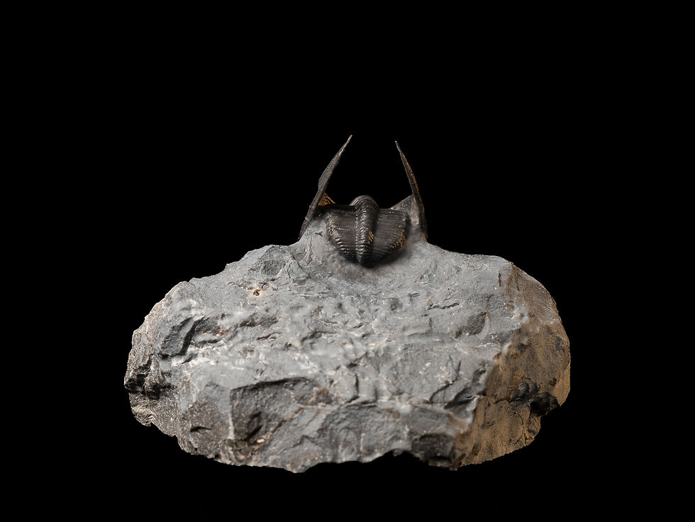 Thumbnail: Trilobite Devónico Harpes perradiatus