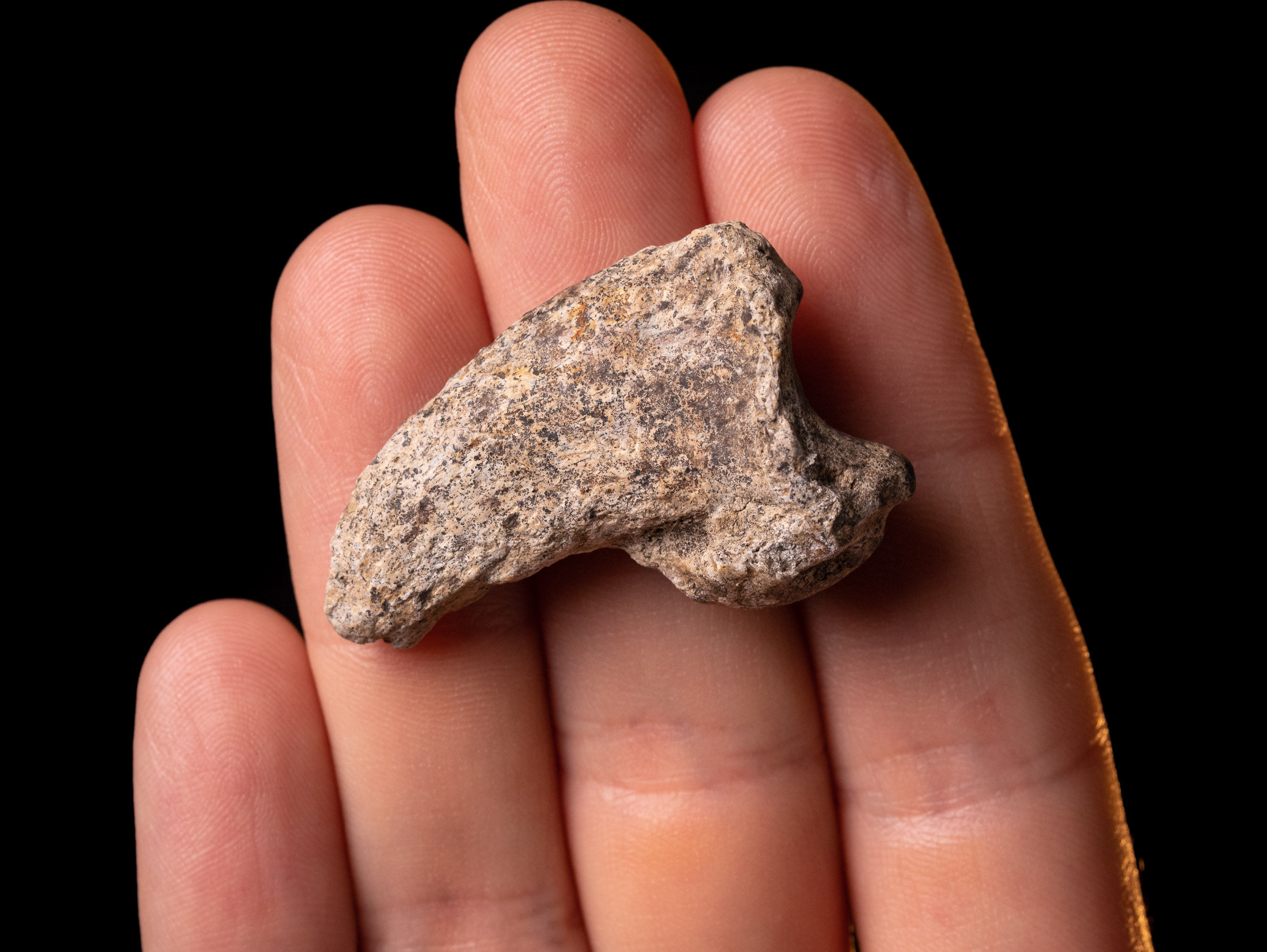 Garra fósil de oso de las cavernas Ursus spelaeus del Pleistoceno superior procedente de Polonia