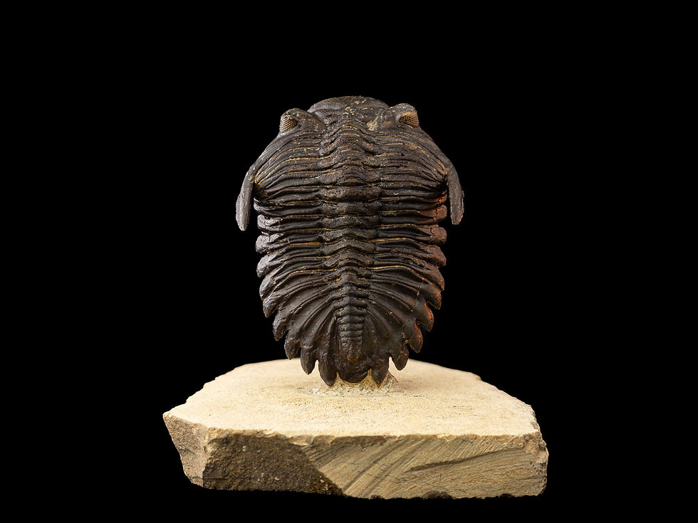 Thumbnail: Hollardops mesocristatus