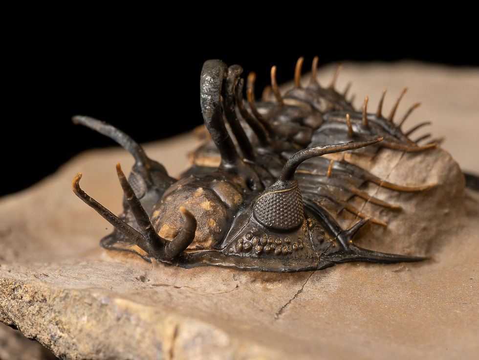 Thumbnail: Trilobite Fósil Devónico Walliserops hammi