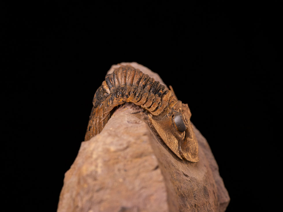 Miniatura: Trilobite del devónico inferior Platyscutellum massai