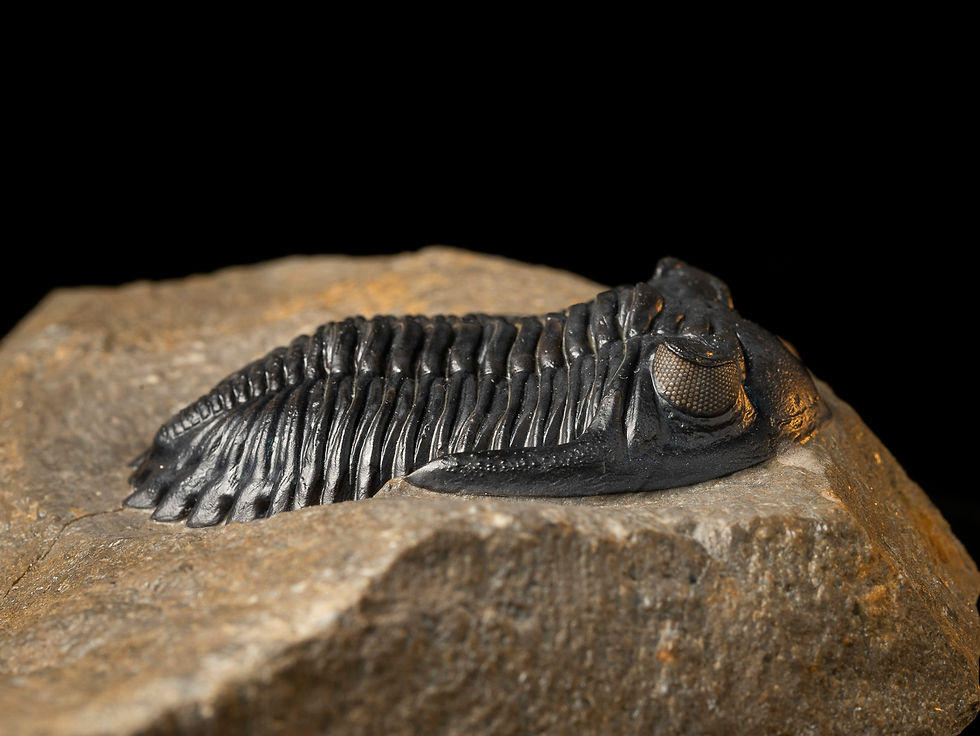 Thumbnail: Trilobite fósil Devónico Hollardops mesocristatus