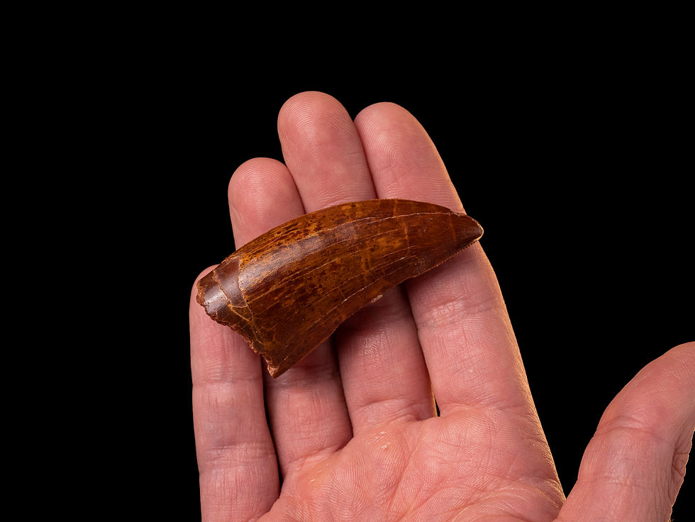Miniatura: Fotografía vista frontal auténtico diente dinosaurio carnívoro Carcharodontosaurus saharicus calidad museo sobre una mano