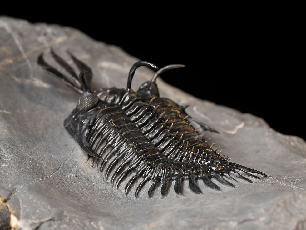Thumbnail: Fotografía Trilobite Devónico alta calidad exclusivo