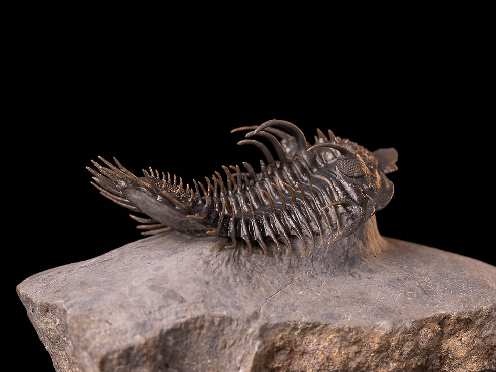 Miniatura: Impresionante trilobite del devónico inferior Comura bultyncki de extraordinario tamaño