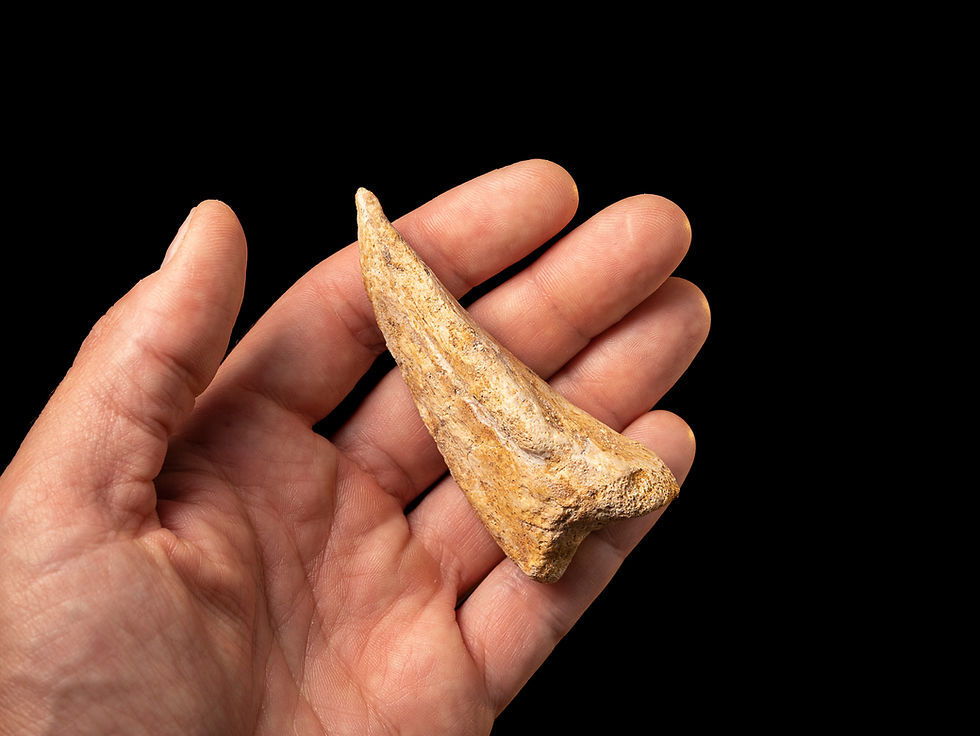 Thumbnail: fotografía vita de auténtica y  impresionante garra de dinosaurio carnívoro kem-kem en una mano Africa sobre un fondo negro