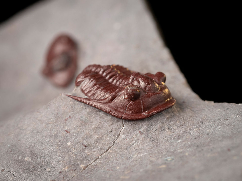 Thumbnail: Trilobite del devónico fosilizado en color rojo procedente de Hamar Laghdad