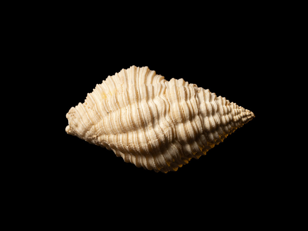 Miniatura: Clevipollia incarinata