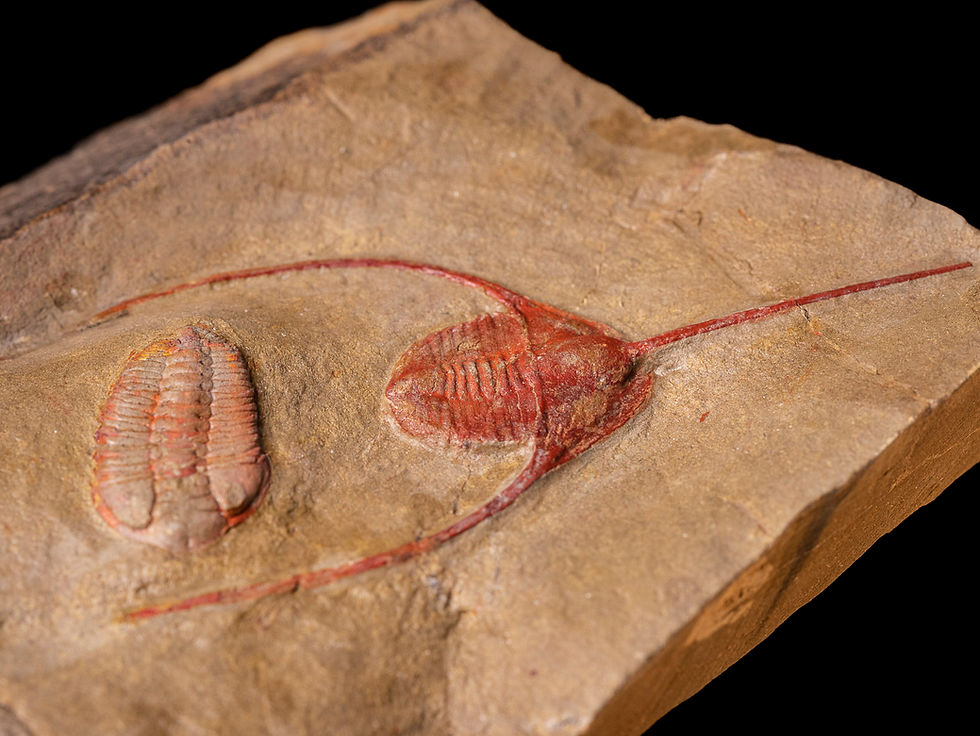 Miniatura: Asociación de trilobites del ordovícico inferior Ampyx priscus & Ormathops clariondi