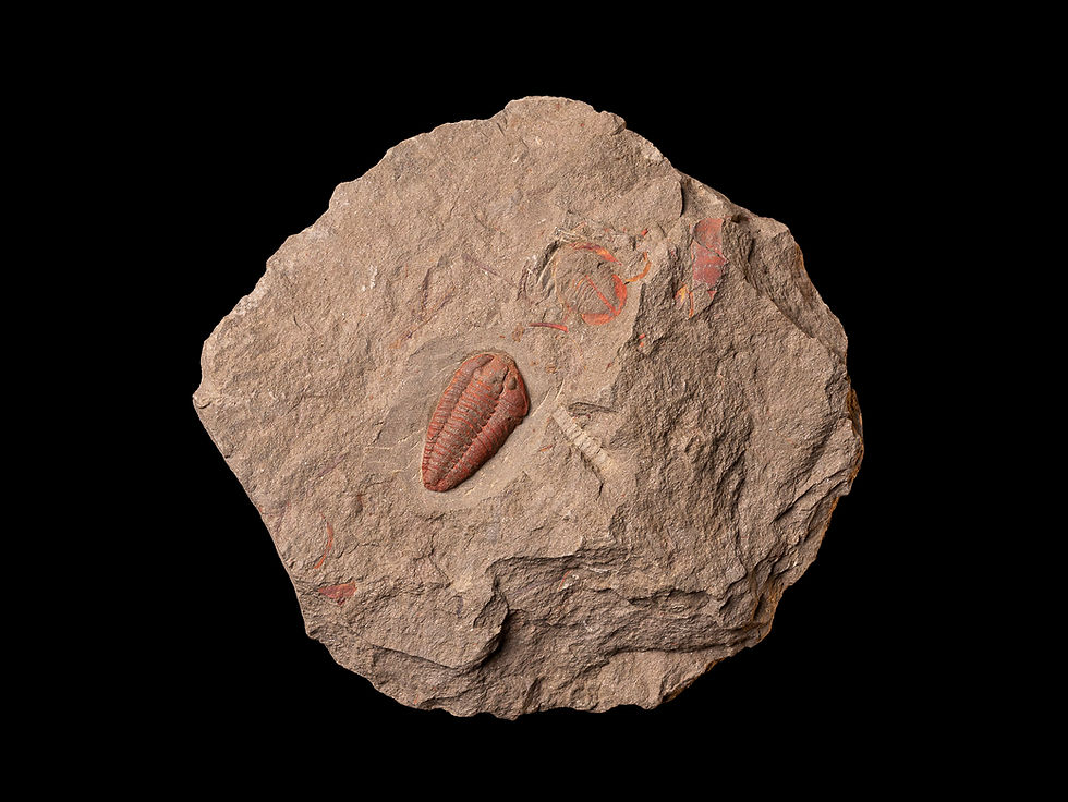 Thumbnail: Increíble asociación Trilobites Colpocoryphe sp. & Asaphellus fezouatensis fezouata