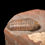 Miniatura: Trilobite del Devónico Medio Austerops smoothops procedente de Jorf