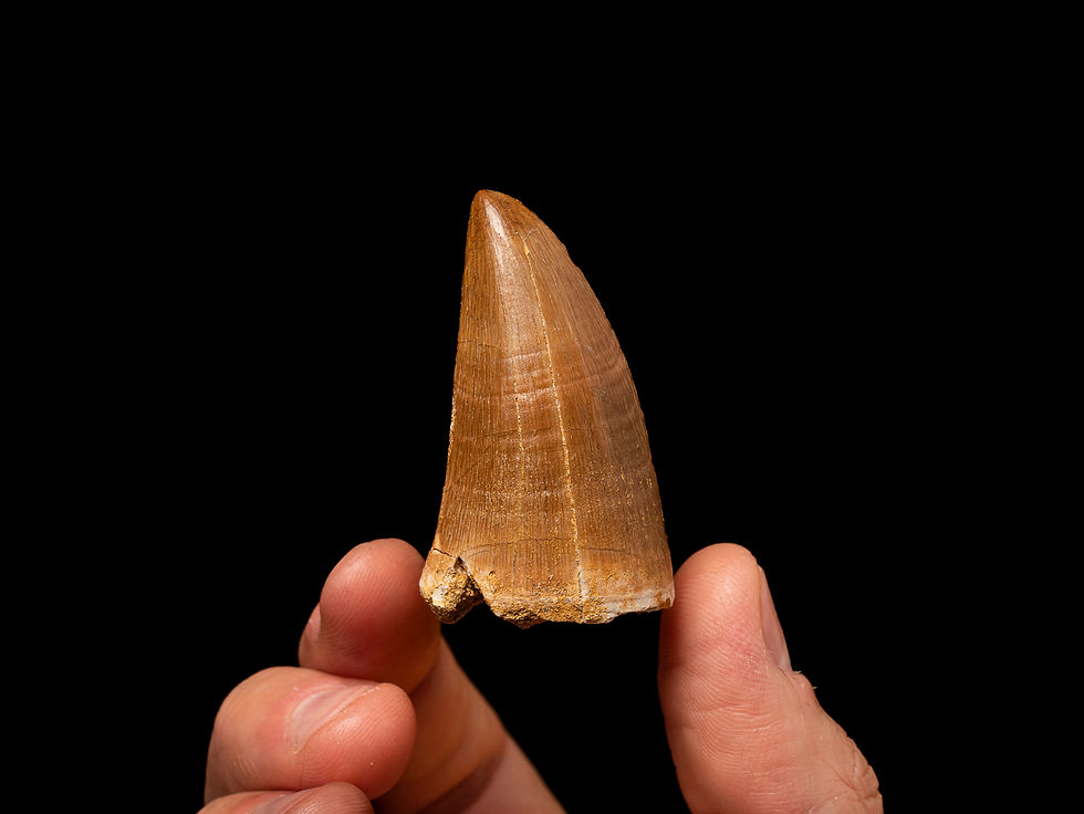 Diente fósil de alta calidad de mosasaurio