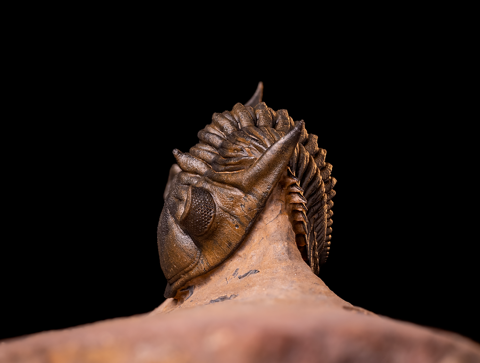 Trilobite del devónico medio Metacanthina issoumourensis