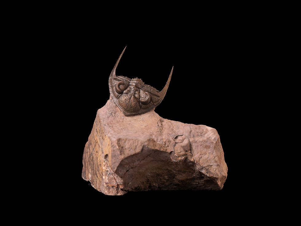 Miniatura: Trilobite del devónico inferior Zlichovaspis spinifera