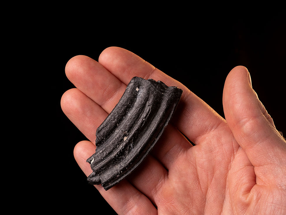 Thumbnail: Molar fósil caballo Equus occidentalis (Mioceno medio) | Toptrilos