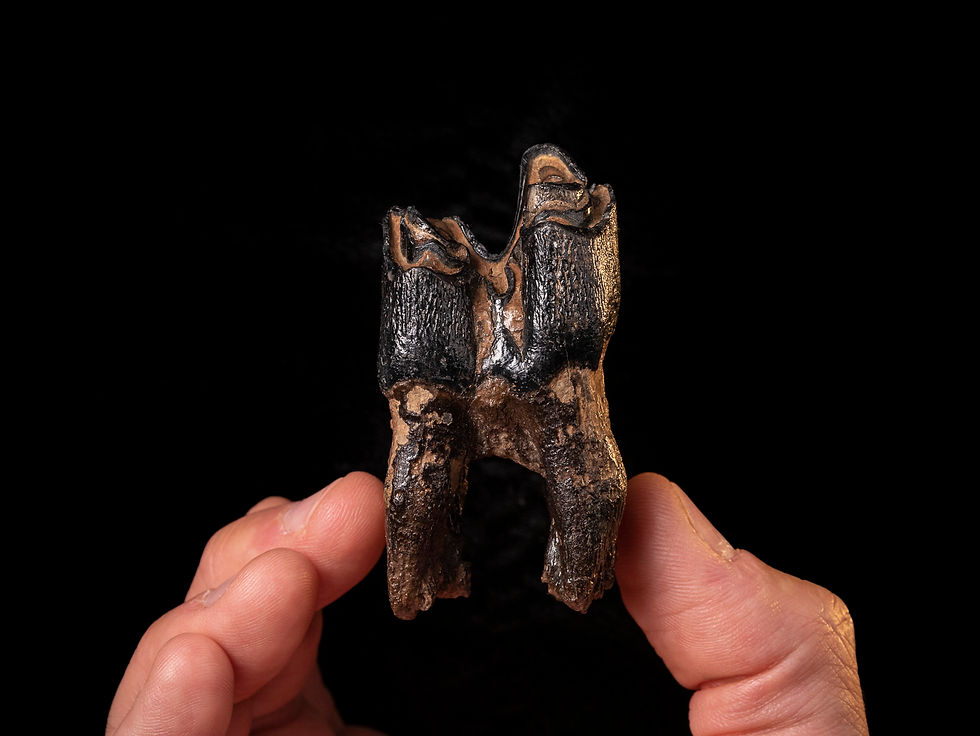Molar fósil mamífero Bison priscus (Pleistoceno) | Toptrilos