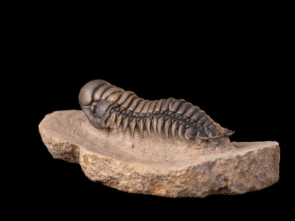 Trilobite del devónico inferior Crotalocephalus gibbus