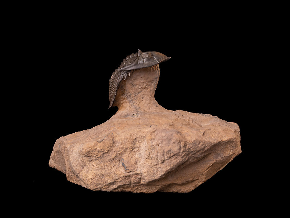 Miniatura: Trilobite del Devónico Metacanthina issoumourensis
