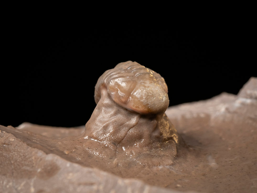Thumbnail: Trilobites del Devónico medio Struveaspis bignoni procedentes de Jorf