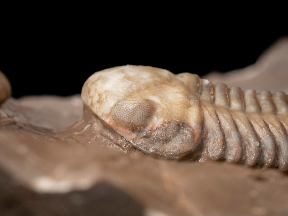 Thumbnail: Trilobites del Devónico medio Struveaspis bignoni procedentes de Jorf
