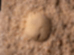 Erizo de mar fósil del Mioceno inferior Actapericulum bicarinatum, procedente de Victoria (Australia)