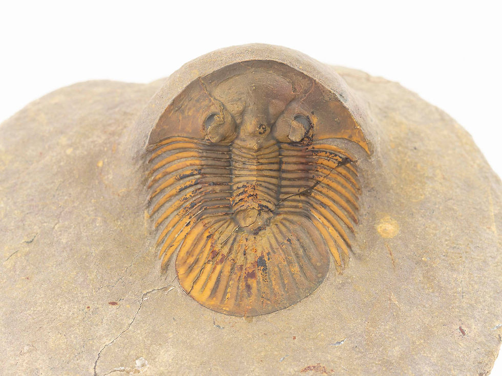 Thumbnail: Platyscutellum massai