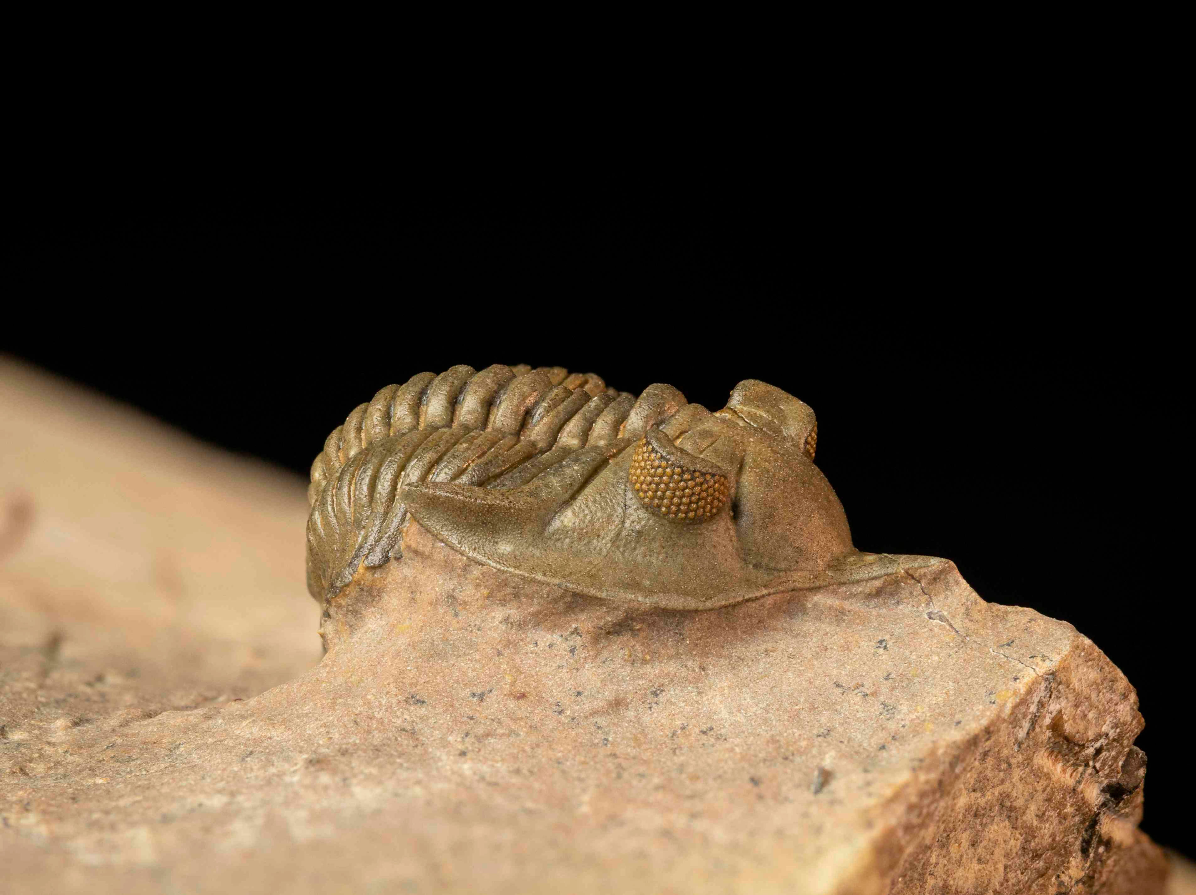 Minicryphaeus (Cryphina) quaterspinosus