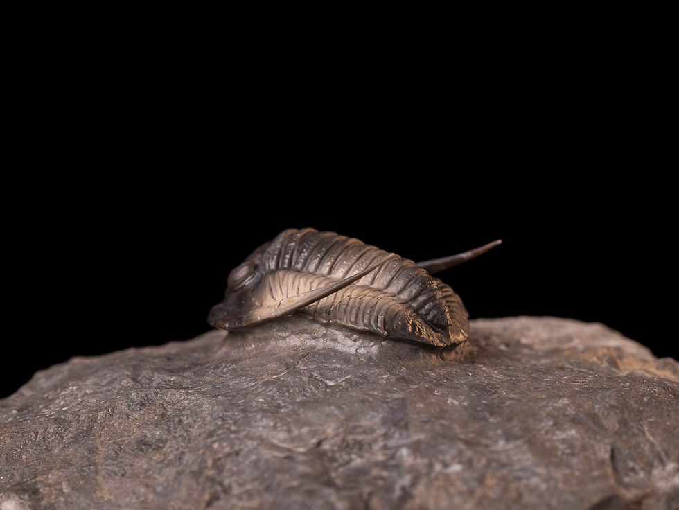 Miniatura: Trilobite del devónico inferior Cornuproetus cornutus