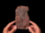 Placa de crinoideos del silúrico Scyphocrinites elegans