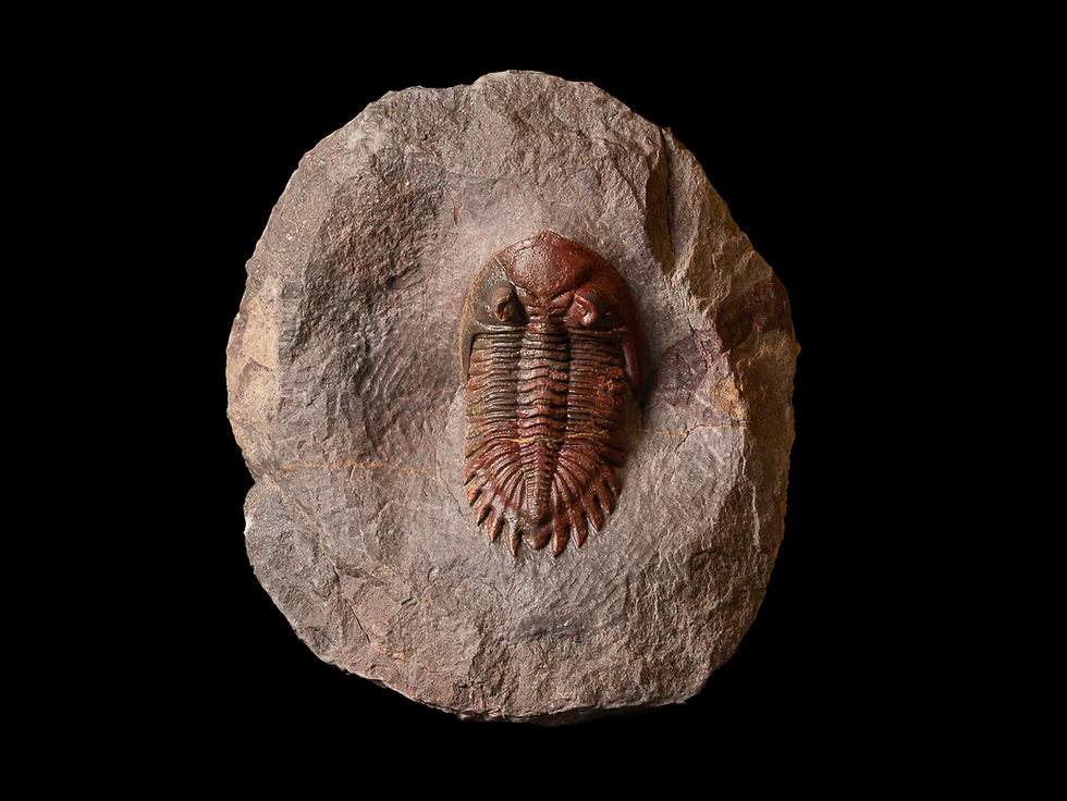 Thumbnail: Fotografia vista frontal trilobite Hollardops aff. burtandminae de inusual color rojo