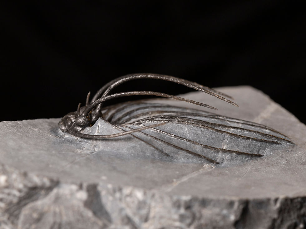 Thumbnail: Fotografía vista lateral trilobite Devónico Heliopeltis johnsoni